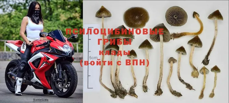 Галлюциногенные грибы Psilocybine cubensis  где купить   Чехов 